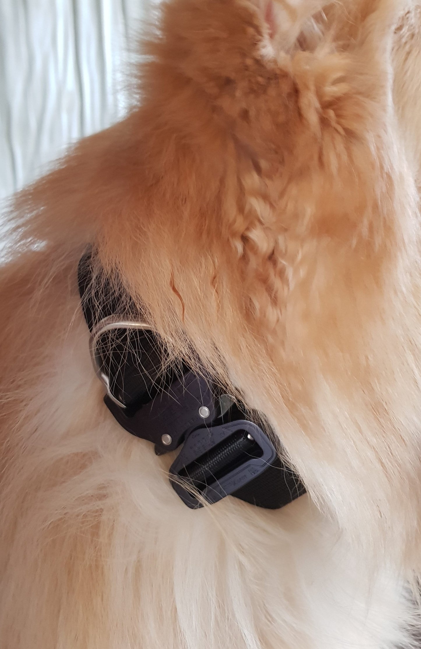 RudiArt K9 dog collar, Tactical Dog collar, AustriAlpin Cobra buckle 45mm/1.75 inch